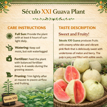 Século XXI Guava Air Layered Healthy Fruit Plant