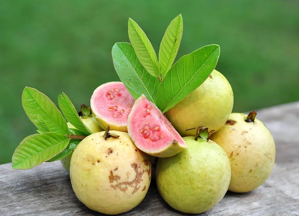 Século XXI Guava Air Layered Healthy Fruit Plant