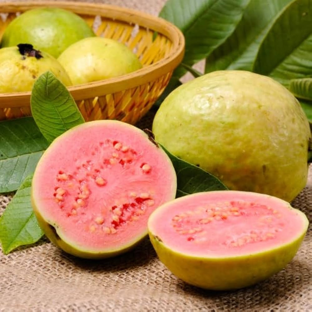 Século XXI Guava Air Layered Healthy Fruit Plant