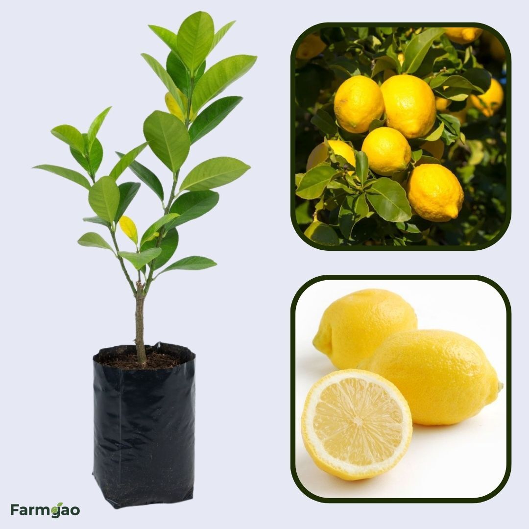 Seedless Eureka Lemon Plant Live Nimbu Tree Kagzi Lemon Citrus Limon Fruit Plant