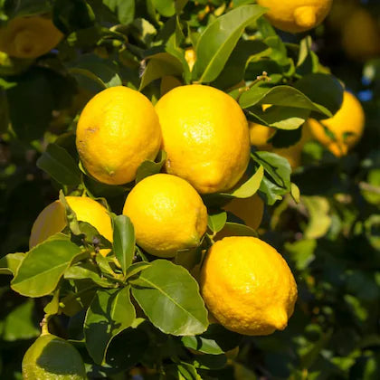 Seedless Eureka Lemon Plant Live Nimbu Tree Kagzi Lemon Citrus Limon Fruit Plant