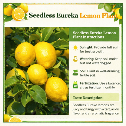 Seedless Eureka Lemon Plant Live Nimbu Tree Kagzi Lemon Citrus Limon Fruit Plant