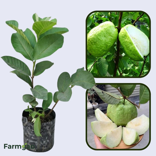 Seedless Guava Air Layered Healthy Fruit Plant