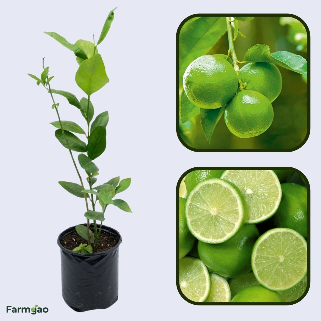 Seedless Lemon Hybrid Plant Live Nimbu Tree Kagzi Lemon Citrus Limon Fruit Plant