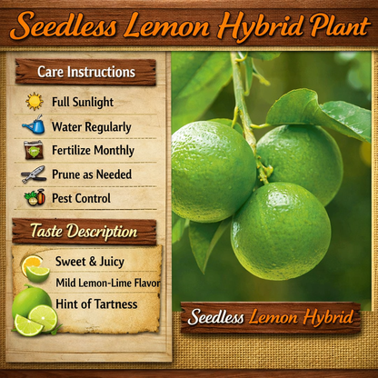 Seedless Lemon Hybrid Plant Live Nimbu Tree Kagzi Lemon Citrus Limon Fruit Plant