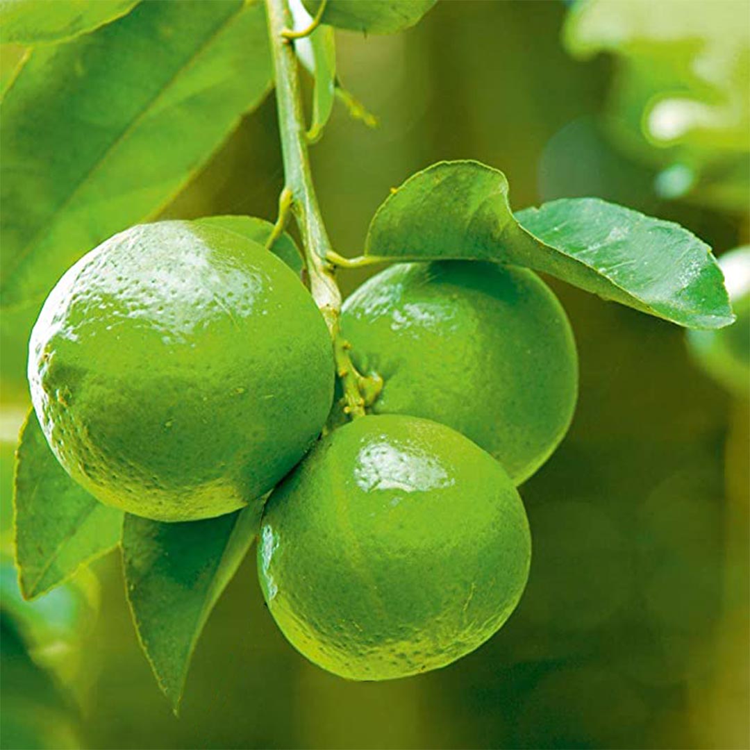 Seedless Lemon Hybrid Plant Live Nimbu Tree Kagzi Lemon Citrus Limon Fruit Plant