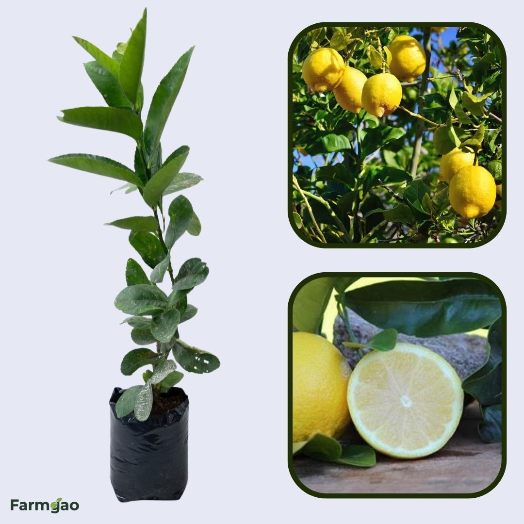 Seedless Lisbon Lemon Plant Live Nimbu Tree Kagzi Lemon Citrus Limon Fruit Plant