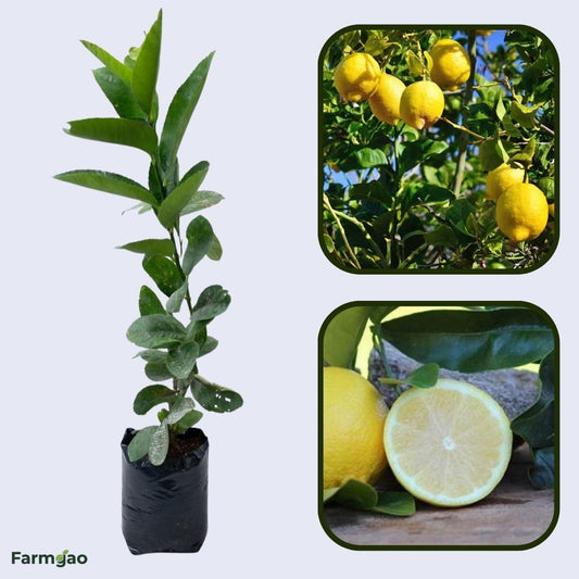 Seedless Lisbon Lemon Plant Live Nimbu Tree Kagzi Lemon Citrus Limon Fruit Plant
