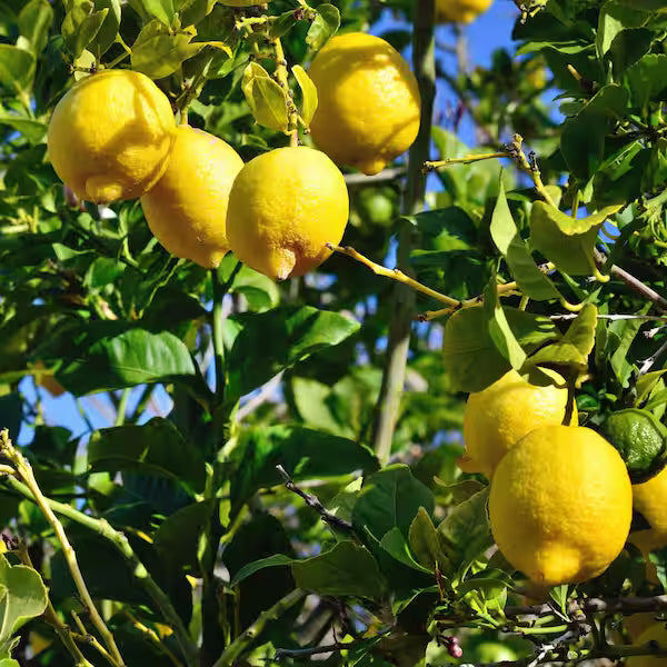 Seedless Lisbon Lemon Plant Live Nimbu Tree Kagzi Lemon Citrus Limon Fruit Plant