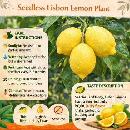 Seedless Lisbon Lemon Plant Live Nimbu Tree Kagzi Lemon Citrus Limon Fruit Plant