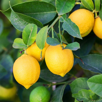 Seedless Lisbon Lemon Plant Live Nimbu Tree Kagzi Lemon Citrus Limon Fruit Plant