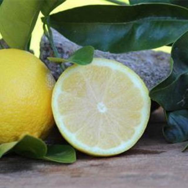 Seedless Lisbon Lemon Plant Live Nimbu Tree Kagzi Lemon Citrus Limon Fruit Plant