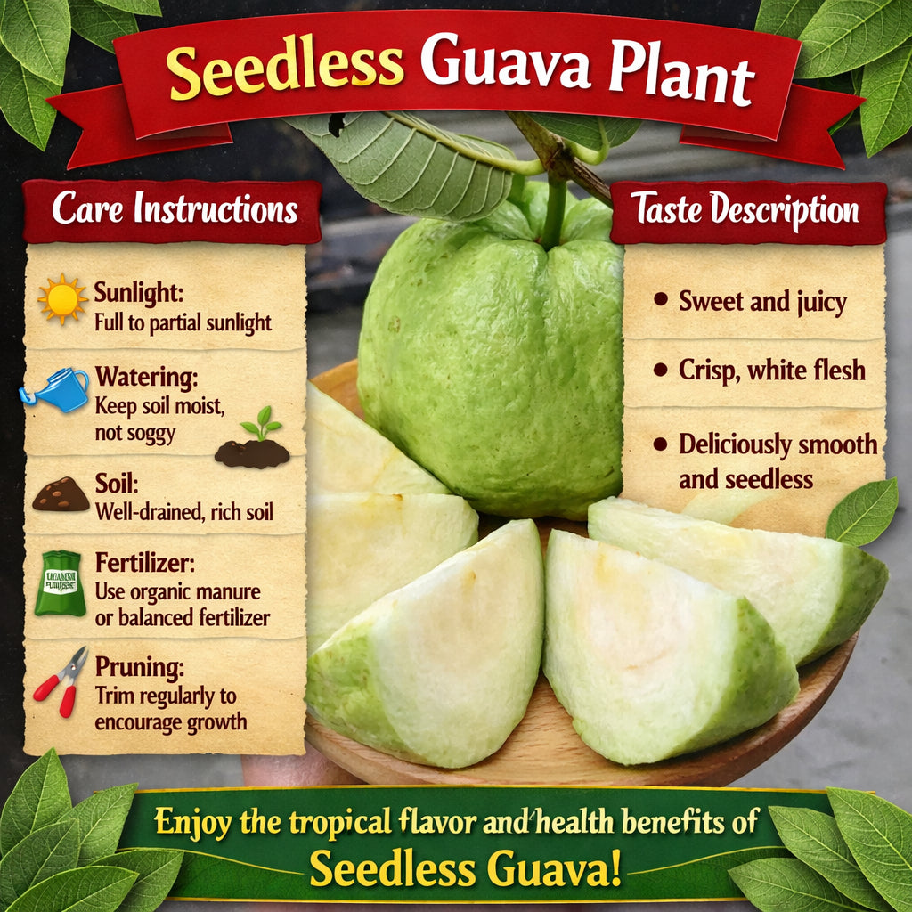 Seedless Guava Air Layered Healthy Fruit Plant