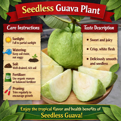 Seedless Guava Air Layered Healthy Fruit Plant