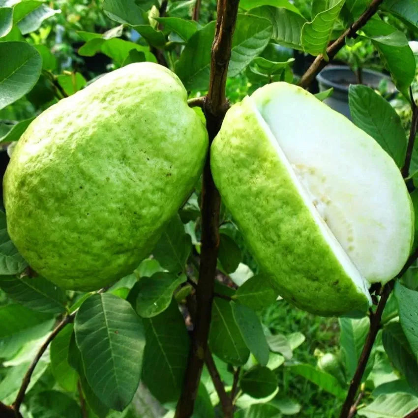 Seedless Guava Air Layered Healthy Fruit Plant