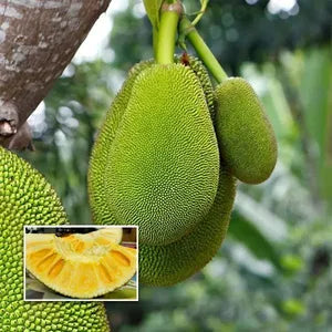 Thai All-Season Hybrid Grafted Jackfruit Plant.