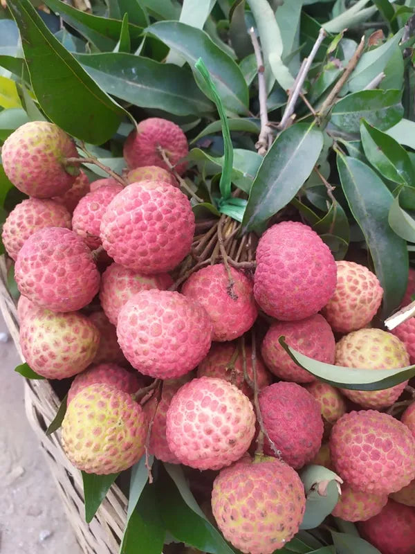 Early Seedless Litchi Lychee Layering/Grafted Fruit Plant
