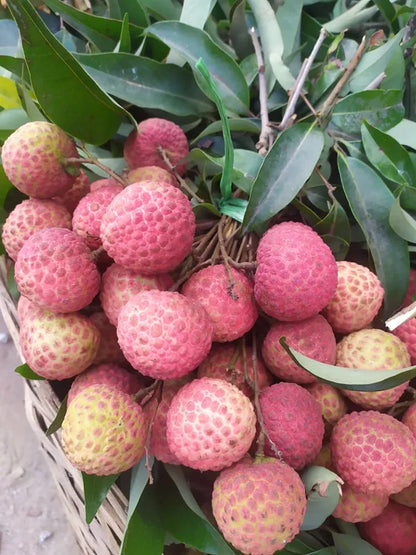Early Seedless Litchi Lychee Layering/Grafted Fruit Plant