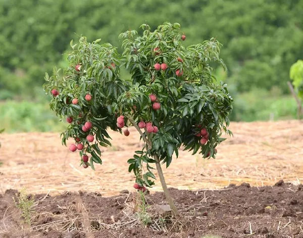 Early Seedless Litchi Lychee Layering/Grafted Fruit Plant