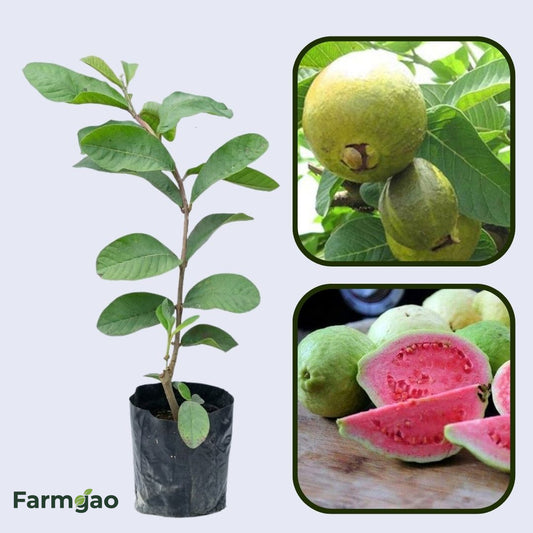 Senegal Pink Guava Air Layered Healthy Fruit Plant