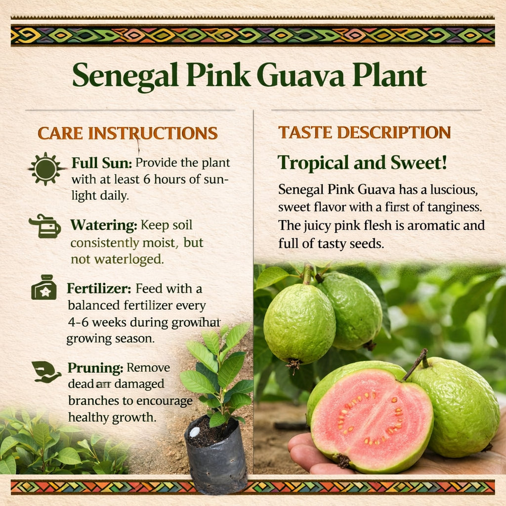 Senegal Pink Guava Air Layered Healthy Fruit Plant