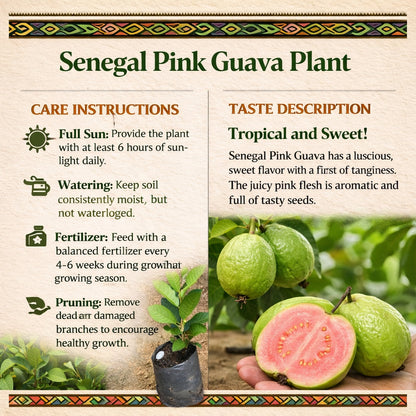 Senegal Pink Guava Air Layered Healthy Fruit Plant