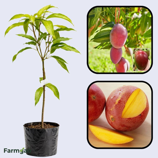 Sensation Mango Aam Grafted Healthy Fruit Plant