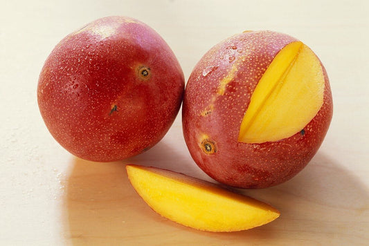 Sensation Mango Aam Grafted Healthy Fruit Plant