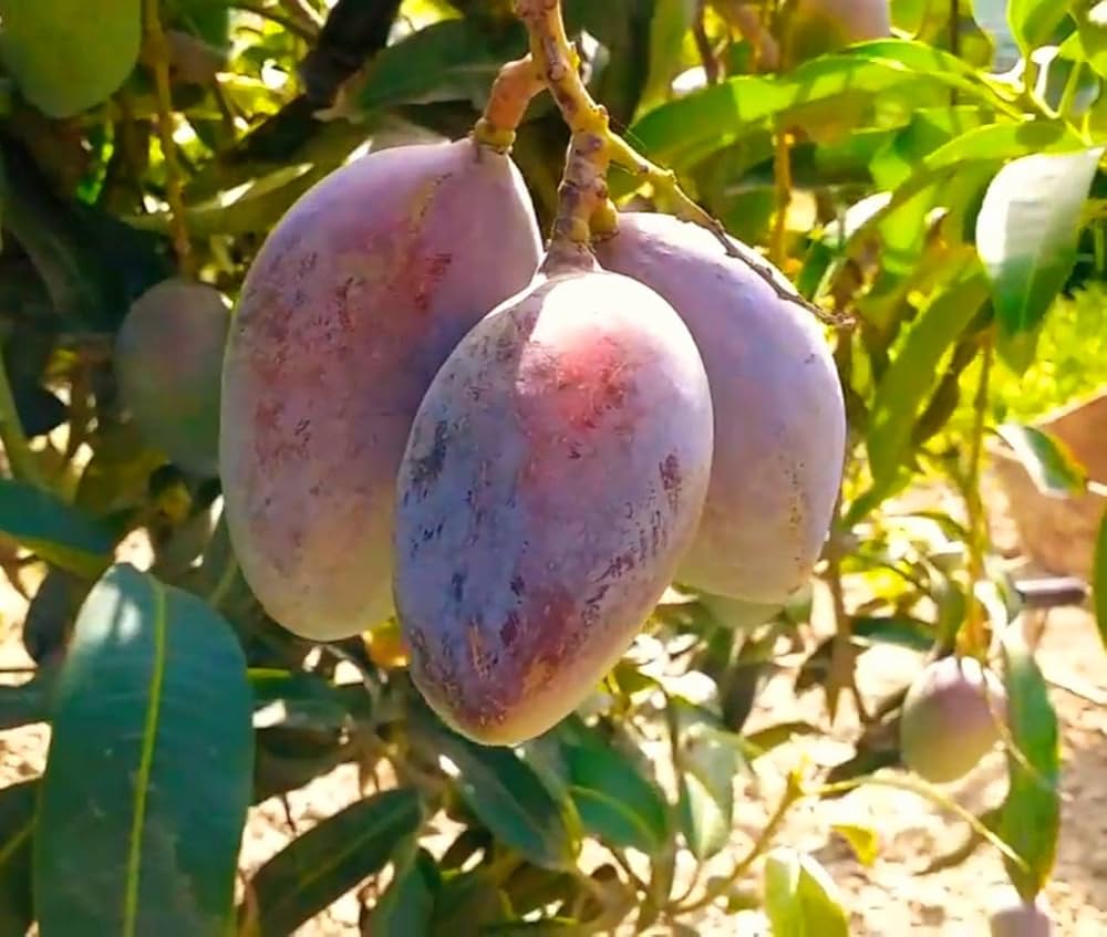 Sensation Mango Aam Grafted Healthy Fruit Plant