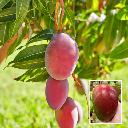 Sensation Mango Aam Grafted Healthy Fruit Plant