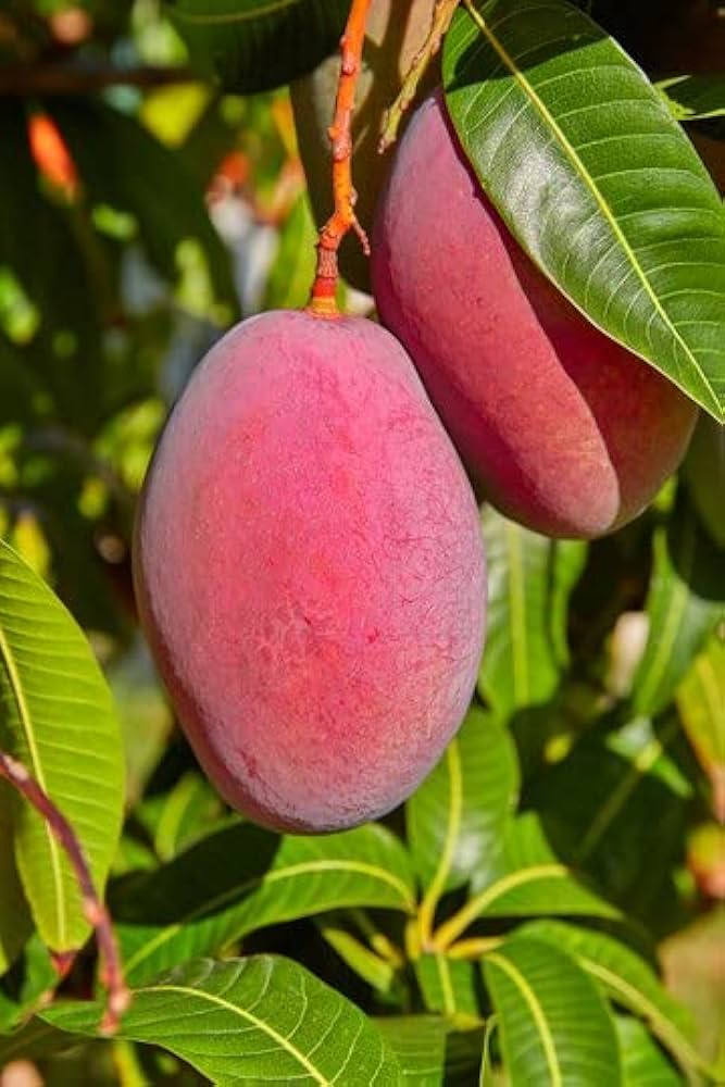 Sensation Mango Aam Grafted Healthy Fruit Plant