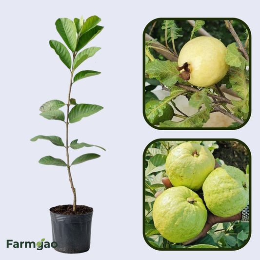 Sertaneja Guava Air Layered Healthy Fruit Plant