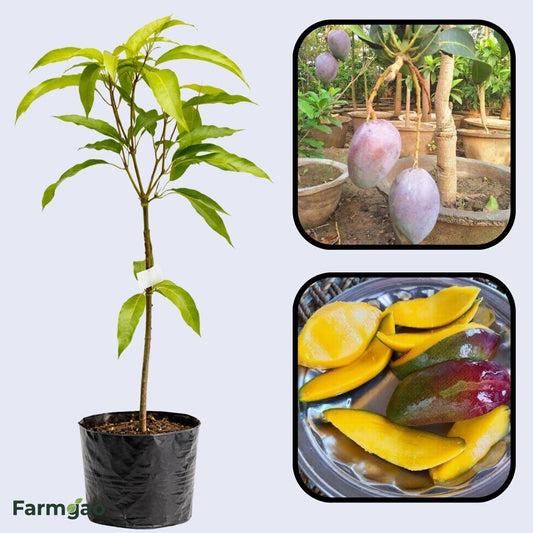 Shan-E-Khuda Mango Aam Grafted Healthy Fruit Plant
