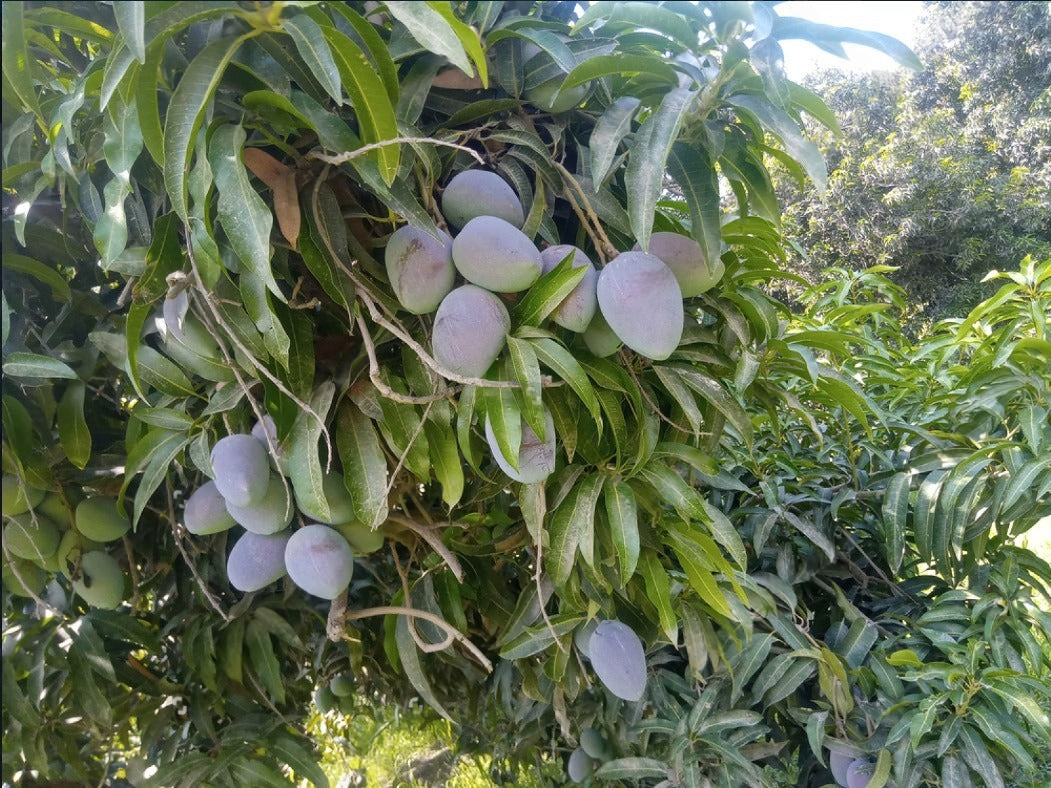 Shan-E-Khuda Mango Aam Grafted Healthy Fruit Plant