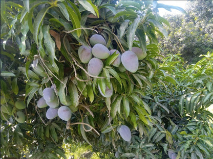 Shan-E-Khuda Mango Aam Grafted Healthy Fruit Plant