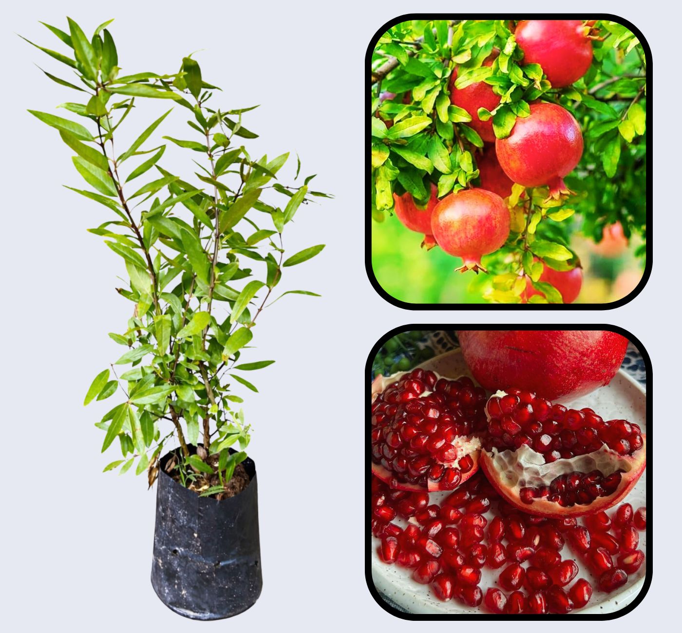 Shirin Saveh Pomegranate Grafted Fruit Plant – High Yielding Sweet Juicy Anar Tree Variety