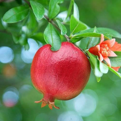 Shirin Saveh Pomegranate Grafted Fruit Plant – High Yielding Sweet Juicy Anar Tree Variety