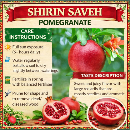 Shirin Saveh Pomegranate Grafted Fruit Plant – High Yielding Sweet Juicy Anar Tree Variety