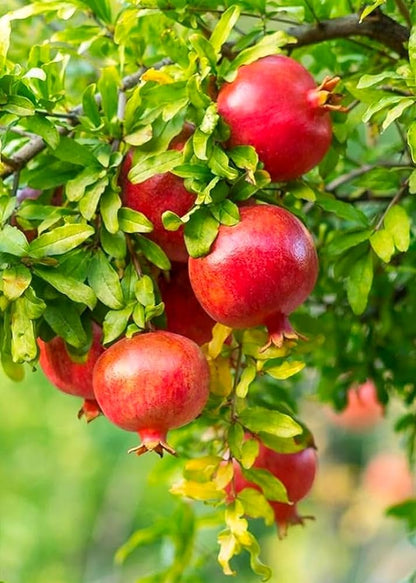 Shirin Saveh Pomegranate Grafted Fruit Plant – High Yielding Sweet Juicy Anar Tree Variety