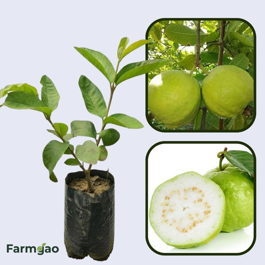 Shweta Guava Air Layered Healthy Fruit Plant