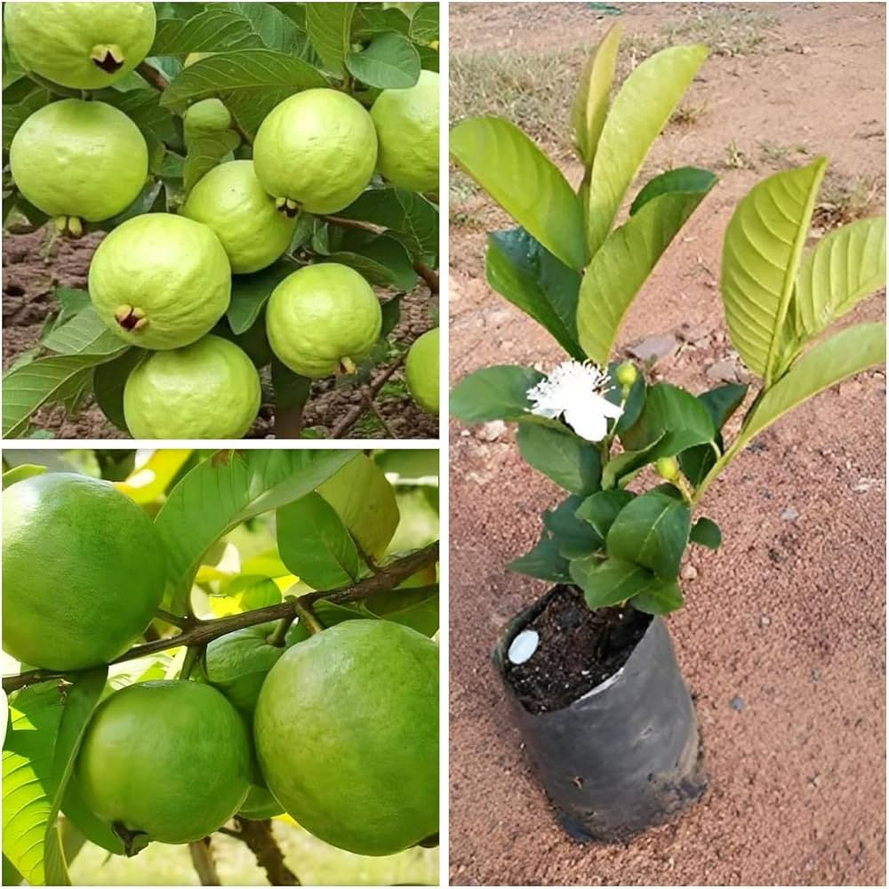 Shweta Guava Air Layered Healthy Fruit Plant