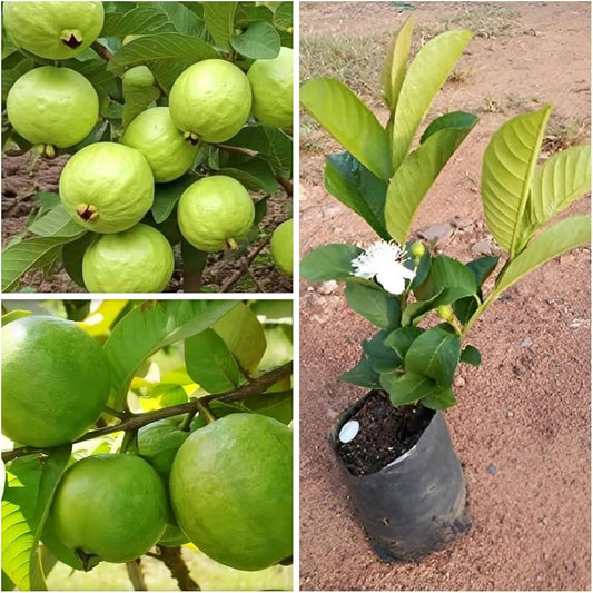 Shweta Guava Air Layered Healthy Fruit Plant