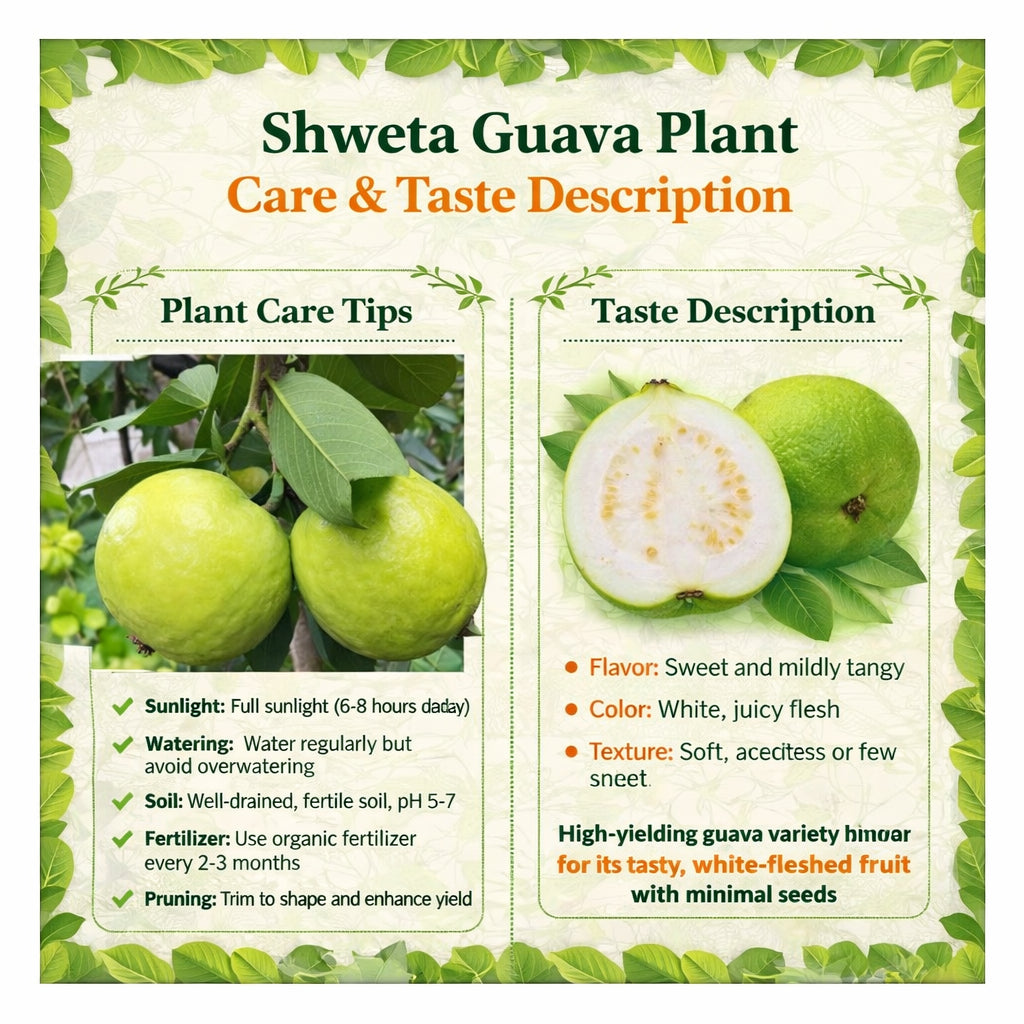 Shweta Guava Air Layered Healthy Fruit Plant