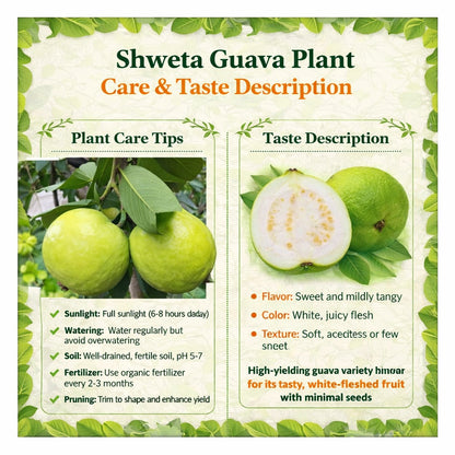 Shweta Guava Air Layered Healthy Fruit Plant