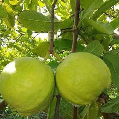 Shweta Guava Air Layered Healthy Fruit Plant