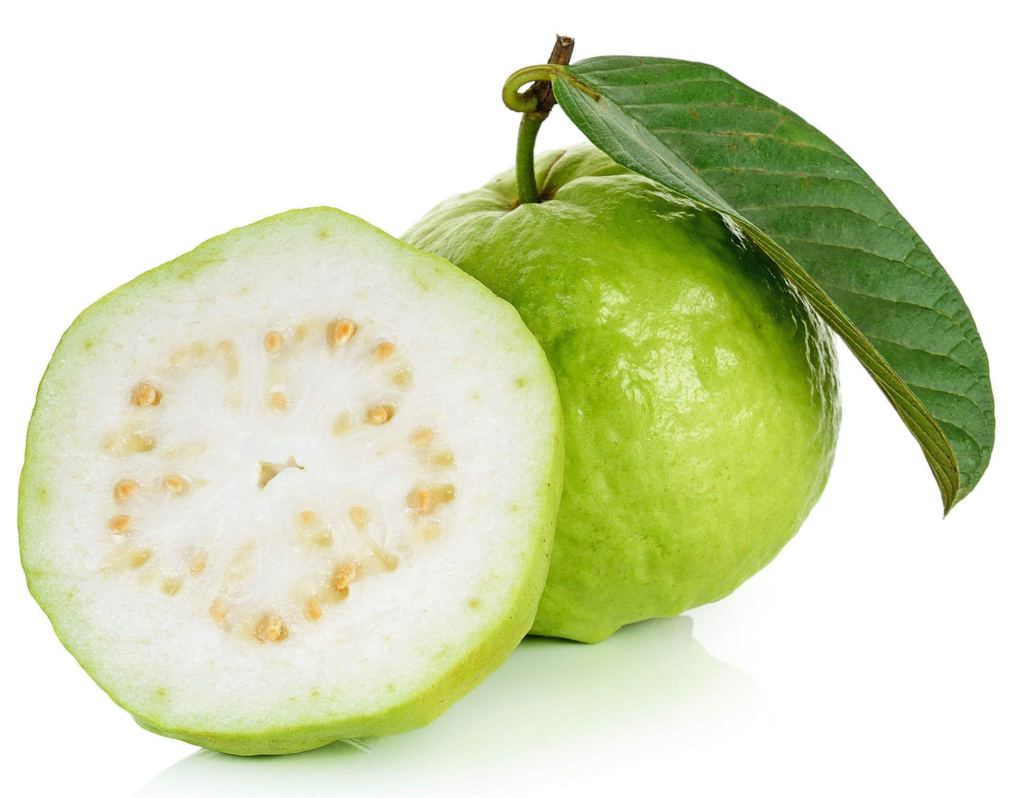 Shweta Guava Air Layered Healthy Fruit Plant