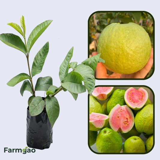 Siam Pink Guava Air Layered Healthy Fruit Plant