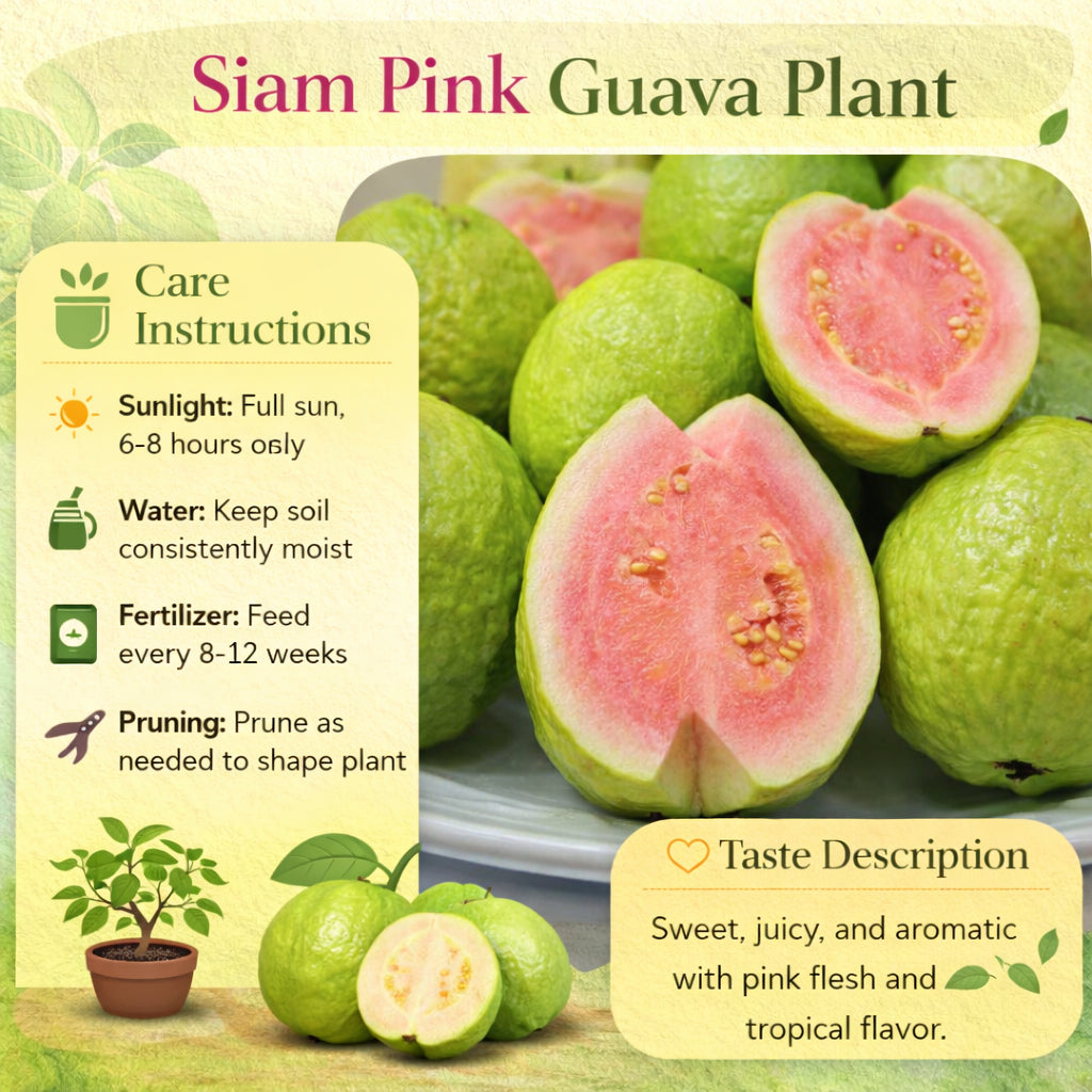 Siam Pink Guava Air Layered Healthy Fruit Plant