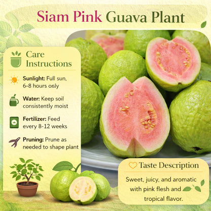 Siam Pink Guava Air Layered Healthy Fruit Plant