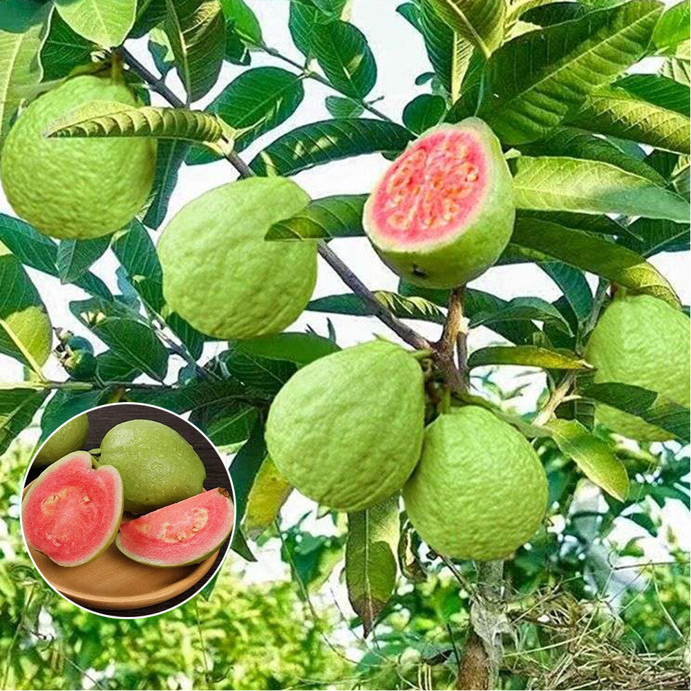 Siam Pink Guava Air Layered Healthy Fruit Plant